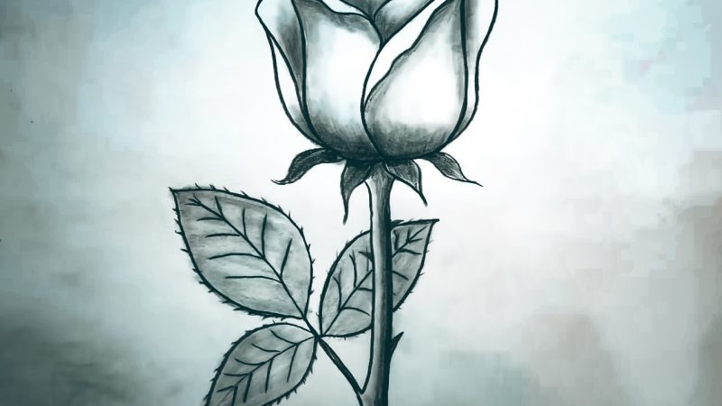 Simple Rose Drawing