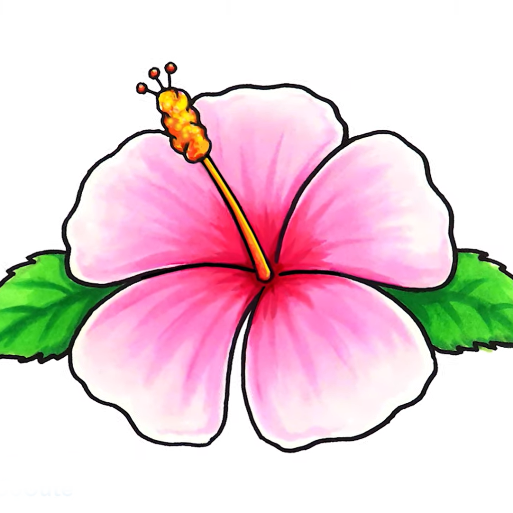 Hibiscus Flower Drawing