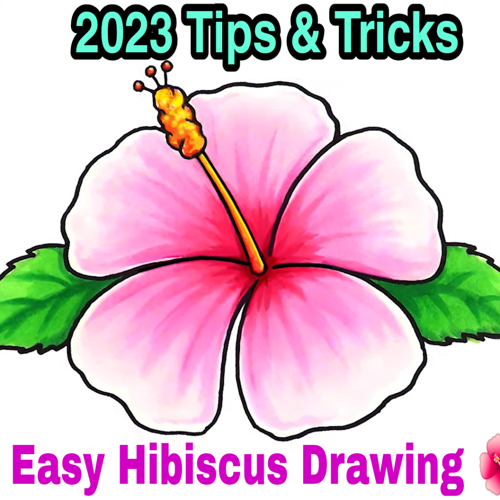 Hibiscus Flower Drawing