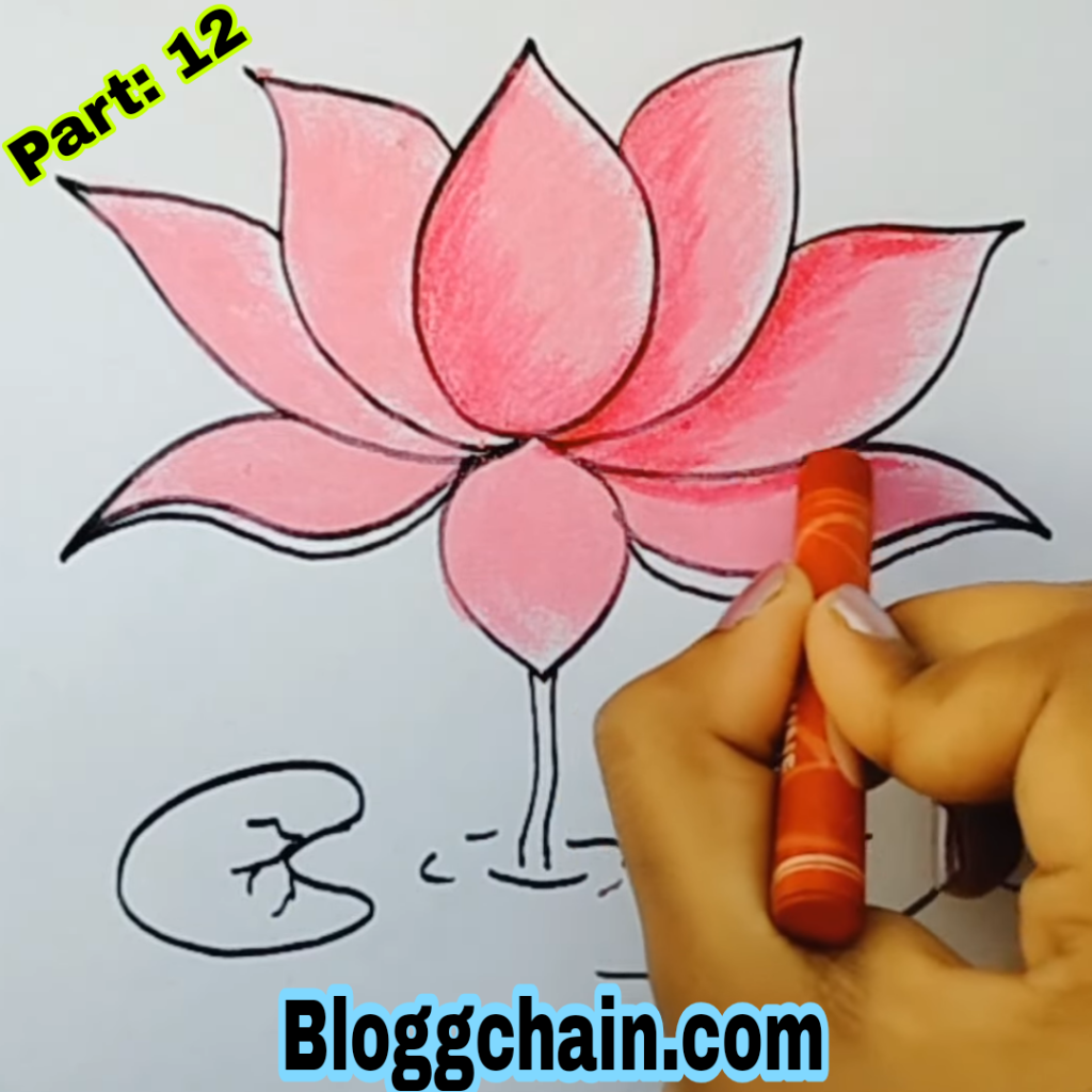 Lotus Flower Drawing