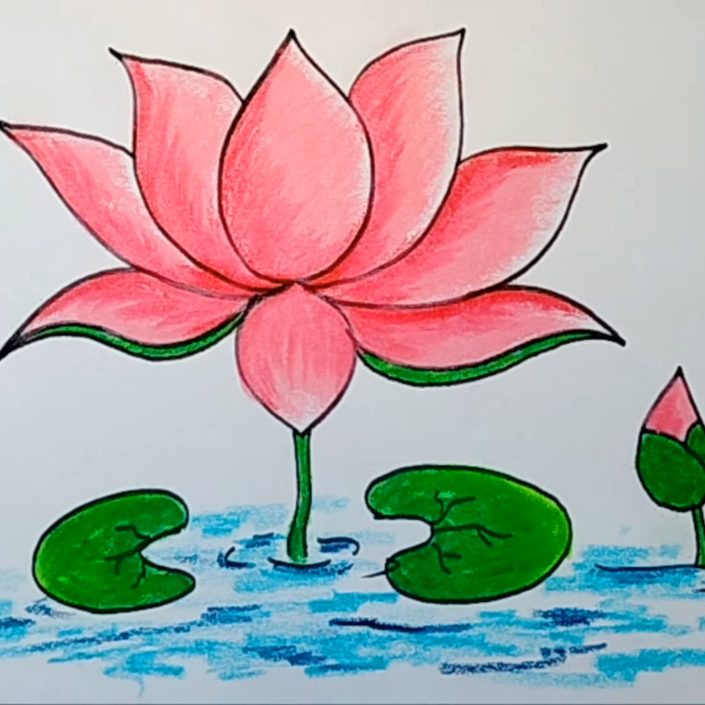 Lotus Flower Drawing