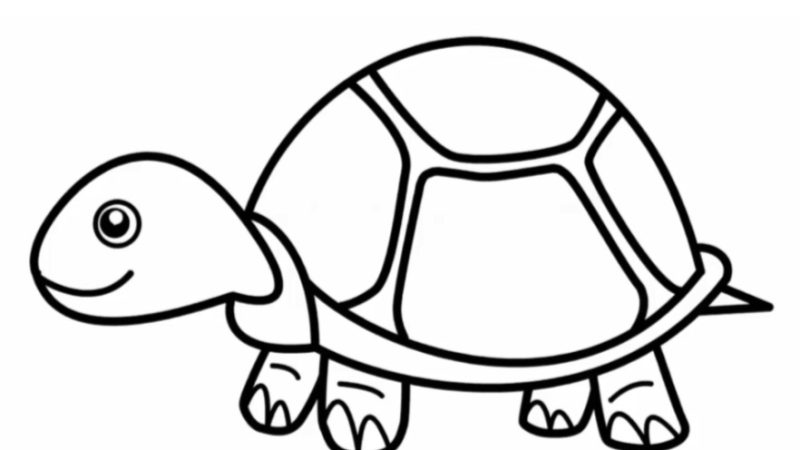 Turtle Drawing