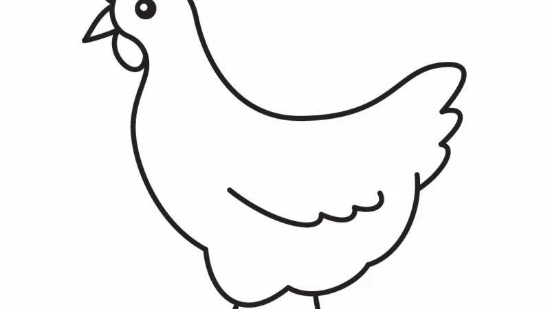 chicken drawing