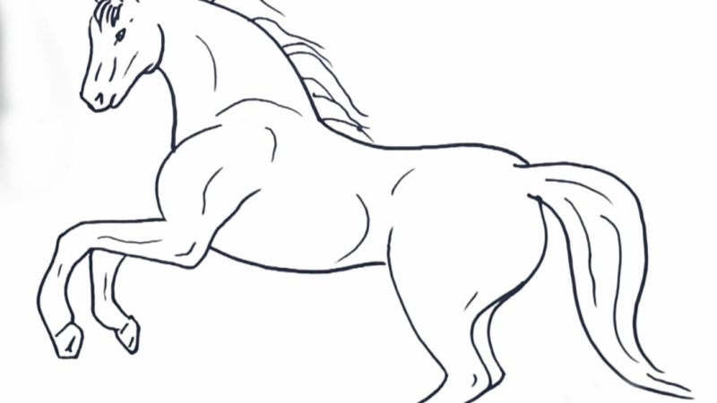 Horse Drawing