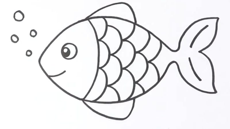 Fish Drawing