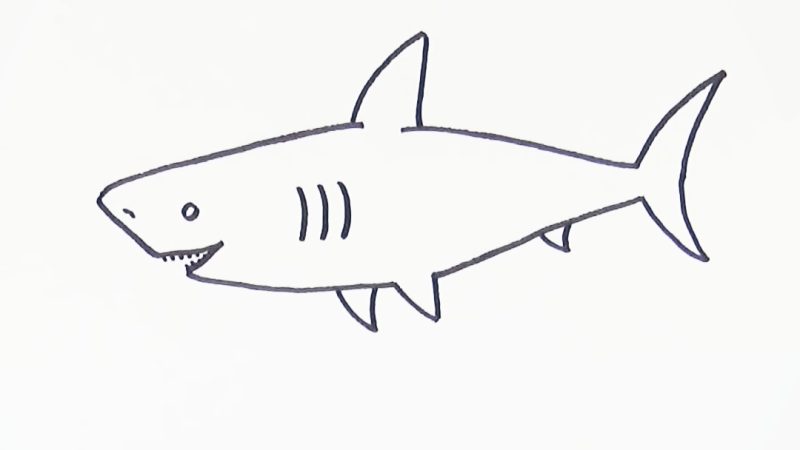 Shark Drawing