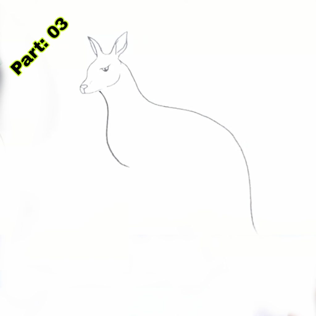 Kangaroo Drawing