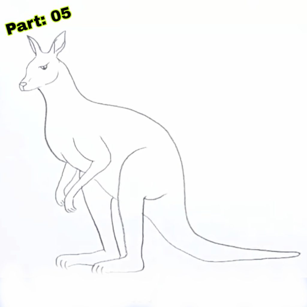 Kangaroo Drawing