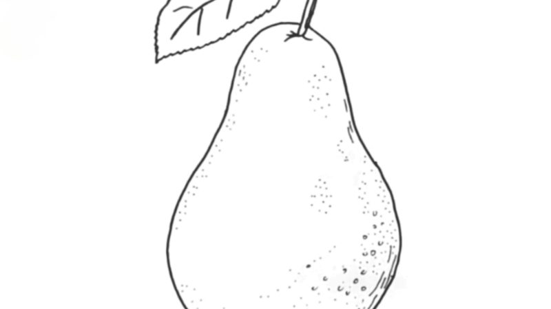 Pear Drawing