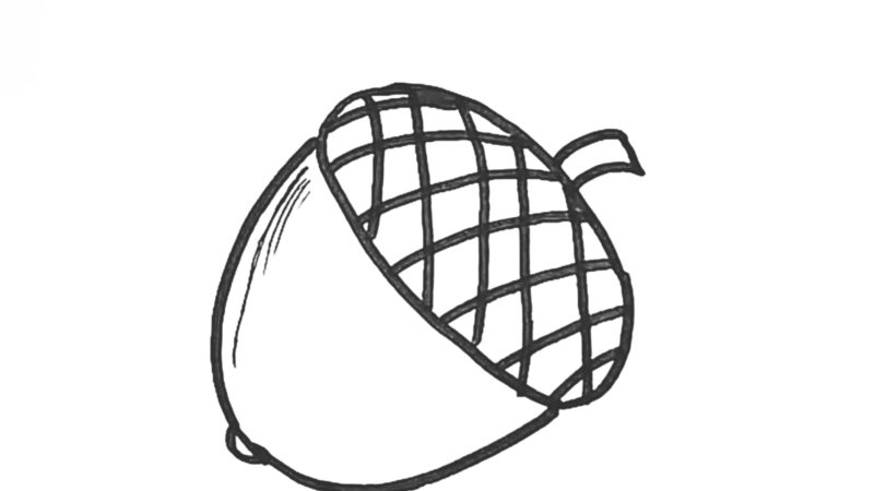 Acorn Drawing