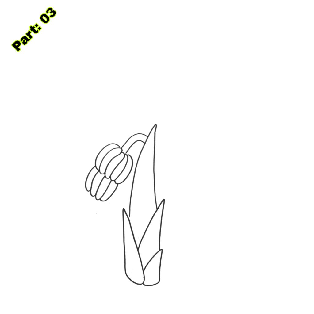 Banana Tree Drawing