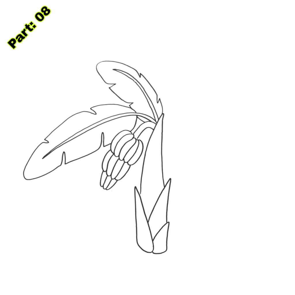 Banana Tree Drawing