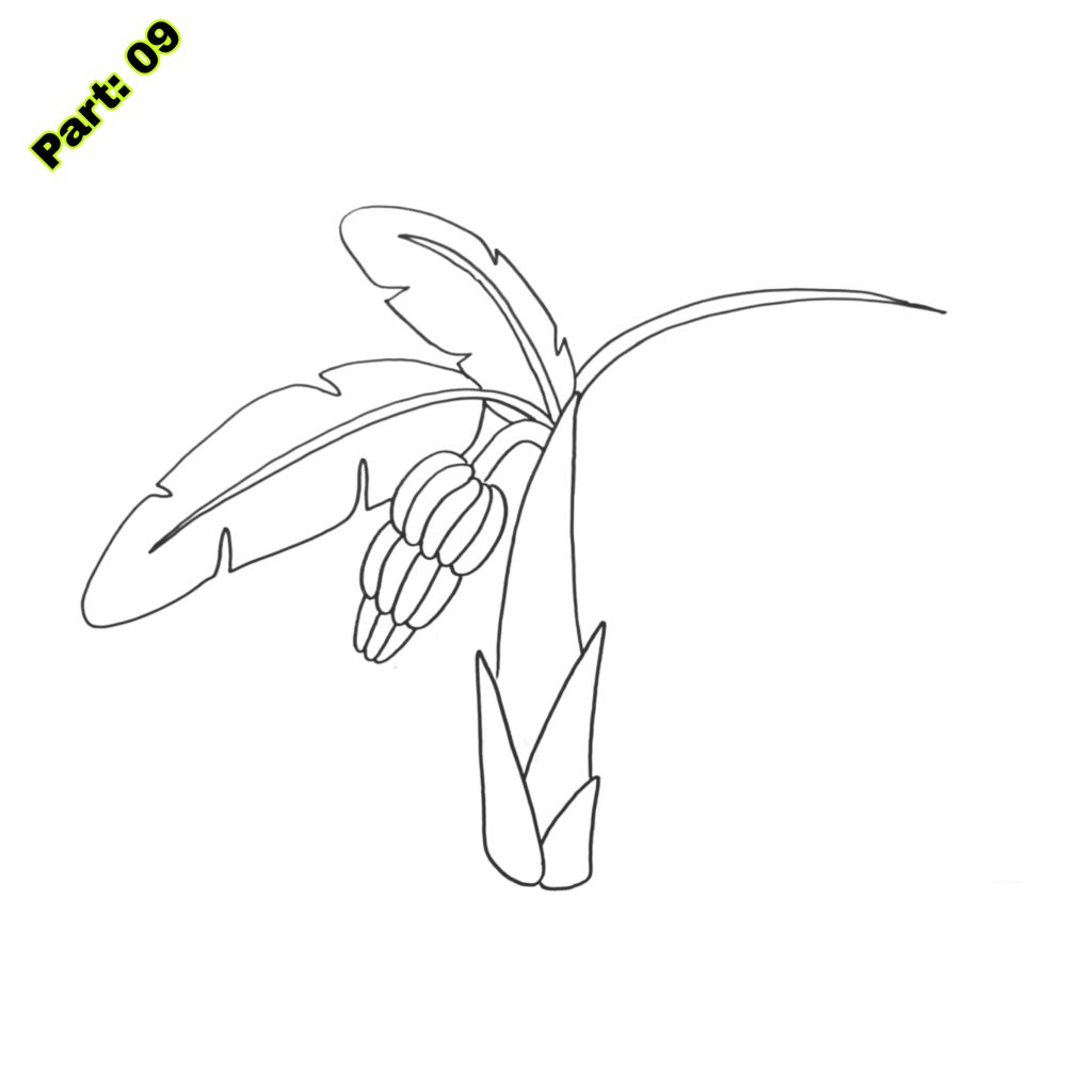 Banana Tree Drawing