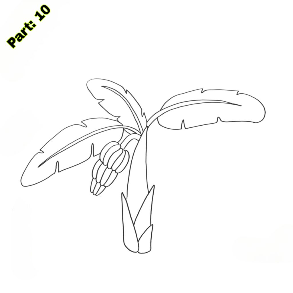 Banana Tree Drawing