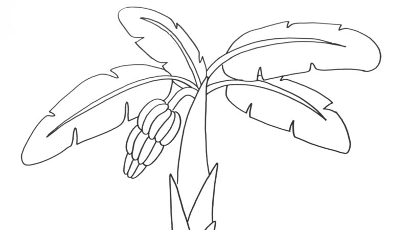 Banana Tree Drawing