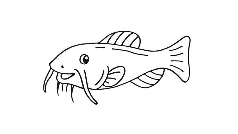 Catfish Drawing